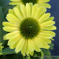 Almanac Planting Co: Echinacea KISMET Kiwi – Lime Green Coneflower Bloom Close-Up