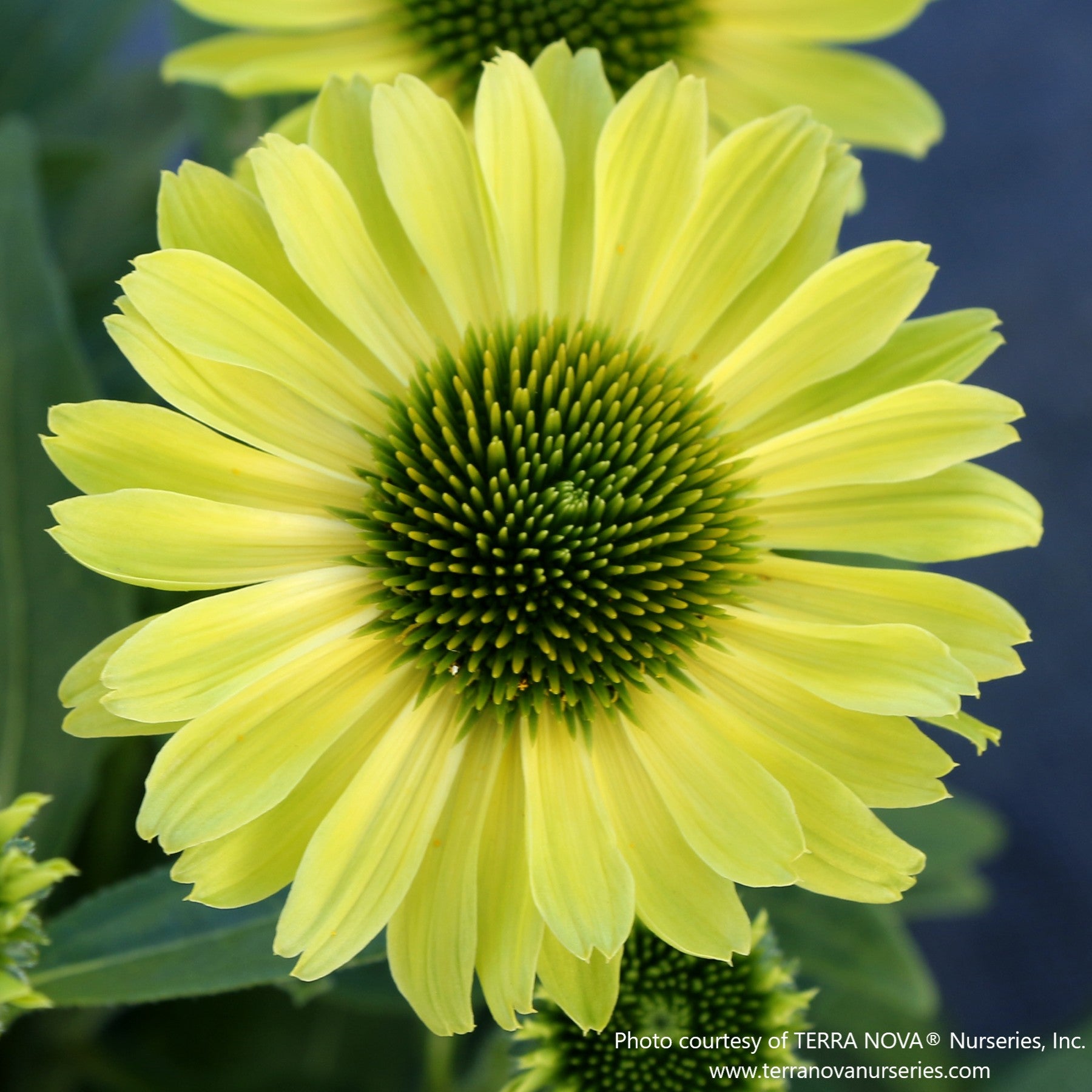 Almanac Planting Co: Echinacea KISMET Kiwi – Lime Green Coneflower Bloom Close-Up