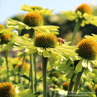 Almanac Planting Co: Echinacea KISMET Kiwi – Mature Plants in Bloom Showing Full Habit