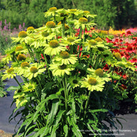 Almanac Planting Co: Echinacea KISMET Kiwi – Lime Green Coneflowers in Summer Garden Setting