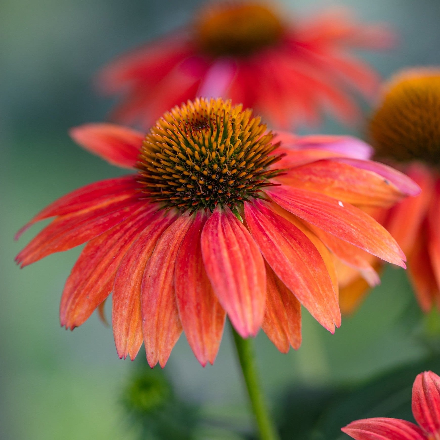 Almanac Planting Co: Close-up of Rainbow SunSeeker® Echinacea flower with coral-red petals and a prominent golden-orange central cone.