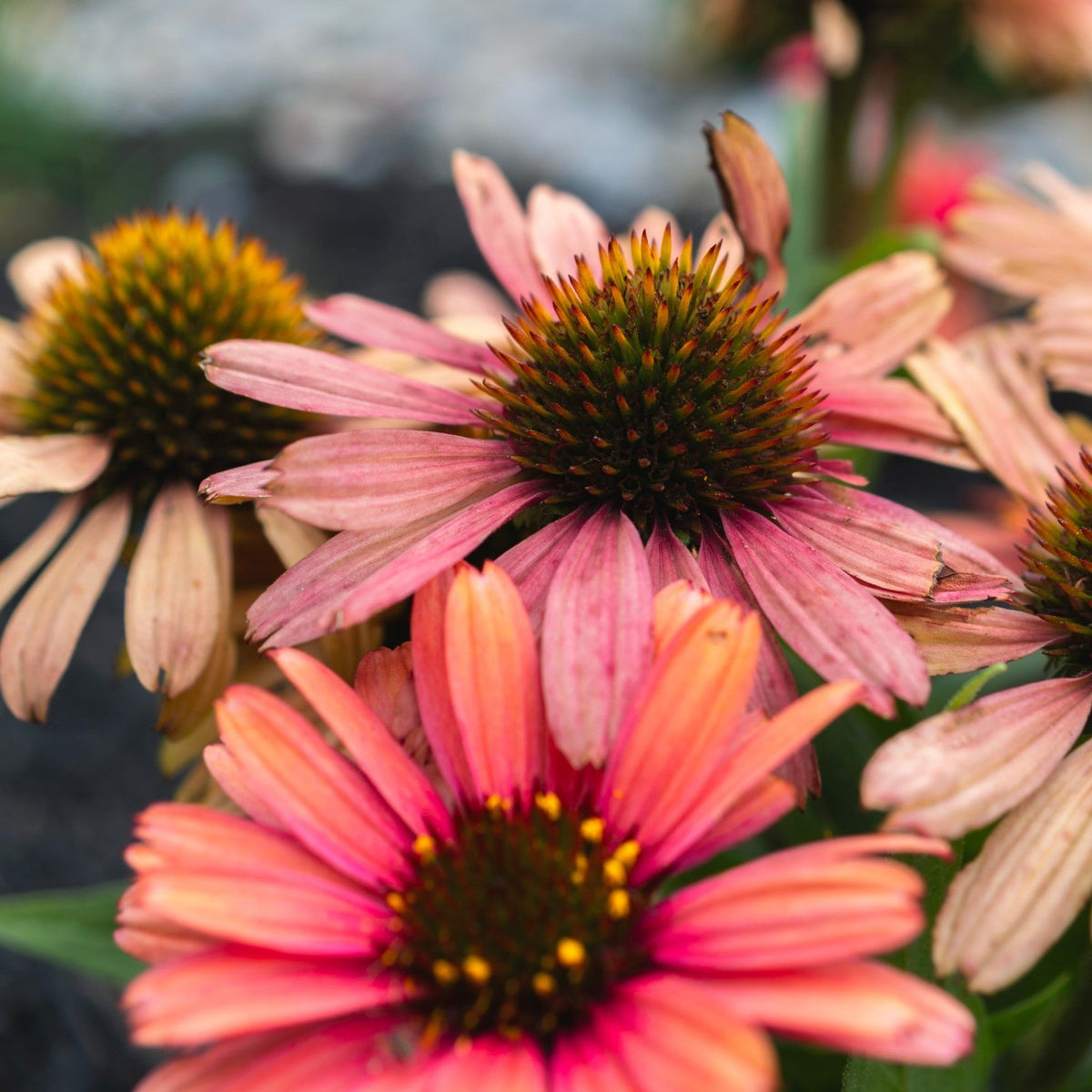 Almanac Planting Co: Cluster of Rainbow SunSeeker® Echinacea flowers showing mixed coral, orange, and pink tones in bloom.