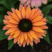 Almanac Planting Co: Echinacea SunSeekers Rainbow – color-shifting apricot-to-rose coneflower with dark central cone