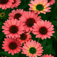 Almanac Planting Co: SunSeekers Rainbow Echinacea – vibrant coral and warm peach petals on compact, multi-bloom plant
