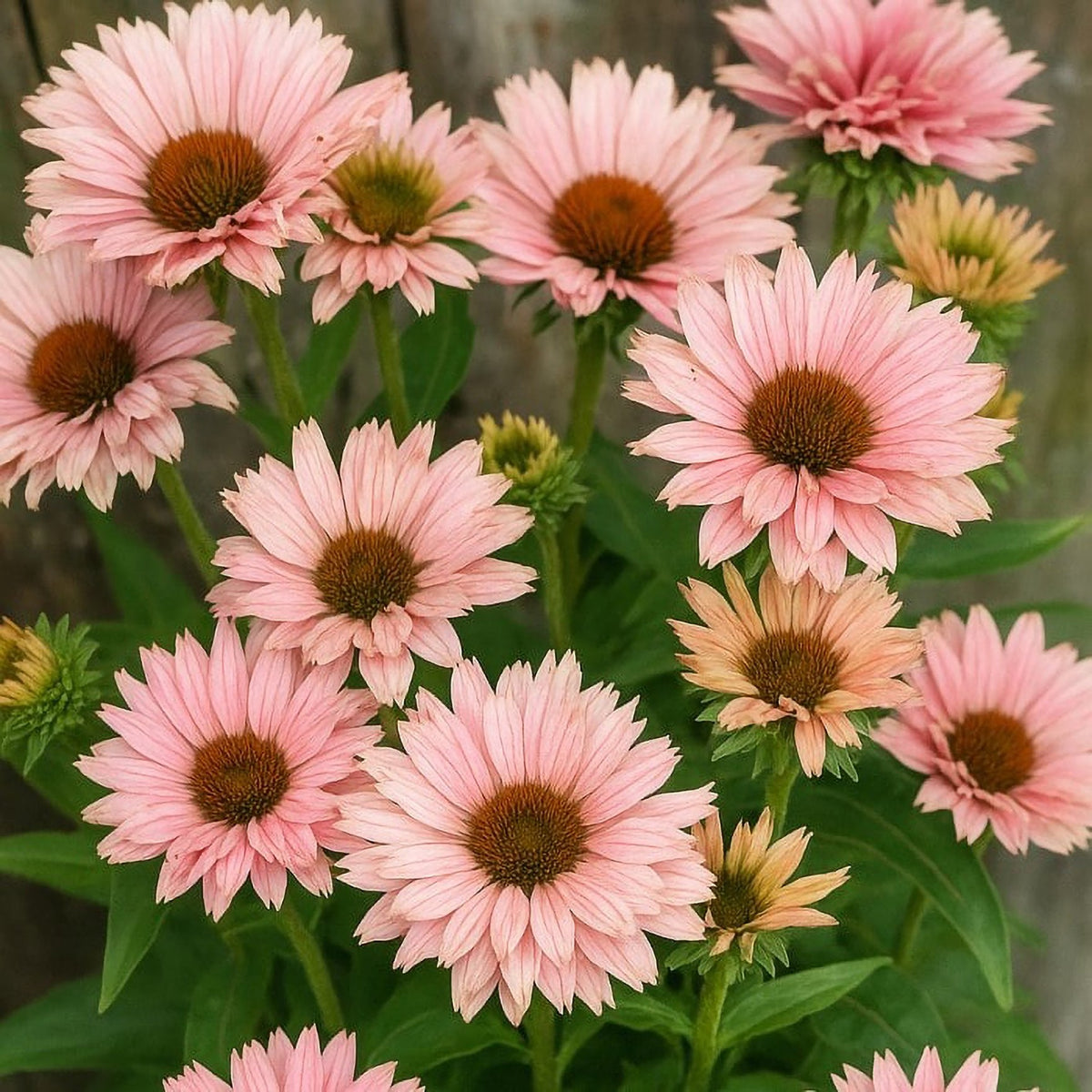 Almanac Planting Co: SunSeekers Salmon Coneflower – multi-bloom cluster showing peach, coral, and soft rose color transitions