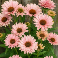Almanac Planting Co: SunSeekers Salmon Coneflower – multi-bloom cluster showing peach, coral, and soft rose color transitions