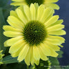 Almanac Planting Co: Echinacea KISMET Kiwi – Lime Green Coneflower Bloom Close-Up