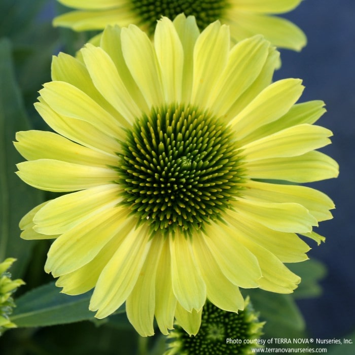 Almanac Planting Co: Echinacea KISMET Kiwi – Lime Green Coneflower Bloom Close-Up