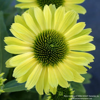 Almanac Planting Co: Echinacea KISMET Kiwi – Lime Green Coneflower Bloom Close-Up