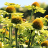 Almanac Planting Co: Echinacea KISMET Kiwi – Mature Plants in Bloom Showing Full Habit