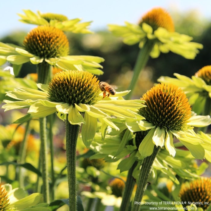 Almanac Planting Co: Echinacea KISMET Kiwi – Mature Plants in Bloom Showing Full Habit