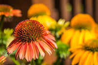 Almanac Planting Co: Close-up of Echinacea 'Cheyenne Spirit' flower with orange-pink petals and cone center