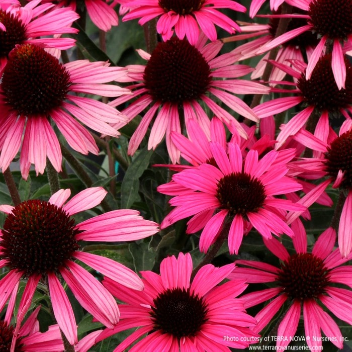 Almanac Planting Co: Echinacea DARK SHADOWS ‘Wicked’ – bold ruby-red coneflowers with dark centers in full summer bloom