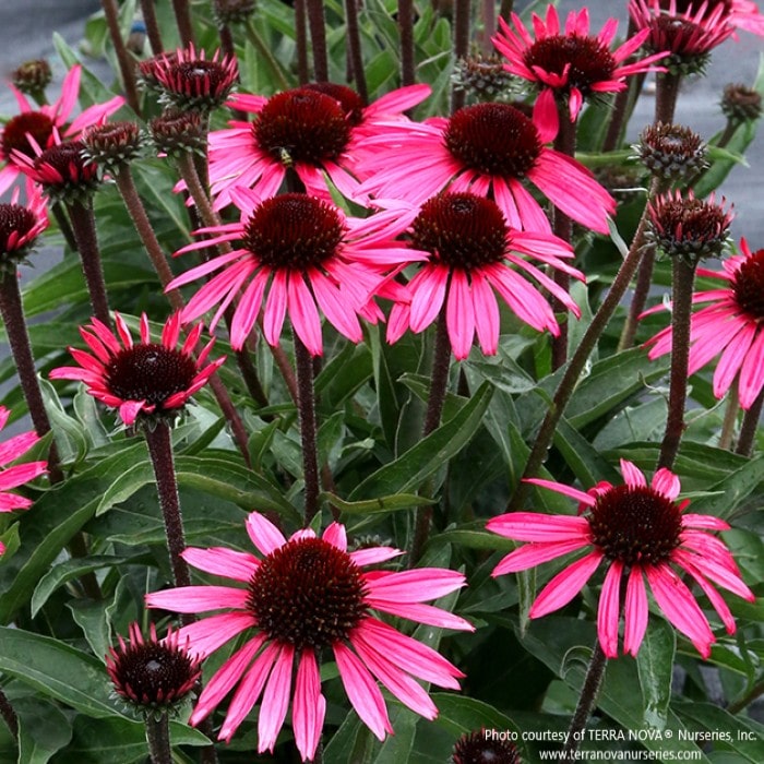Almanac Planting Co: Wicked Echinacea – rich wine-red petals surrounding a near-black cone on sturdy upright stems