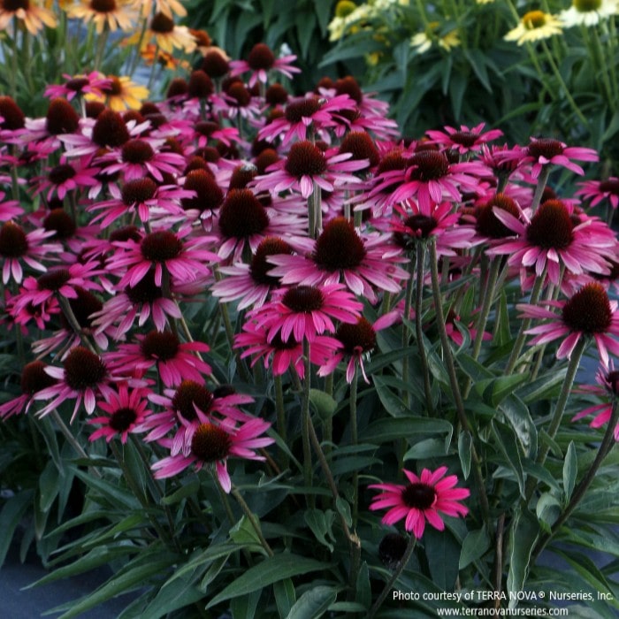 Almanac Planting Co: Dark Shadows Wicked Coneflower – saturated deep-red blooms creating dramatic garden impact