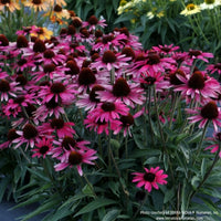 Almanac Planting Co: Dark Shadows Wicked Coneflower – saturated deep-red blooms creating dramatic garden impact