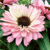 Almanac Planting Co: Echinacea SunSeekers Salmon – soft salmon-pink coneflower with warm peach tones in full summer bloom