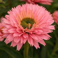 Almanac Planting Co: SunSeekers Salmon Echinacea – vibrant salmon-coral double bloom with rich, sunset-toned petals