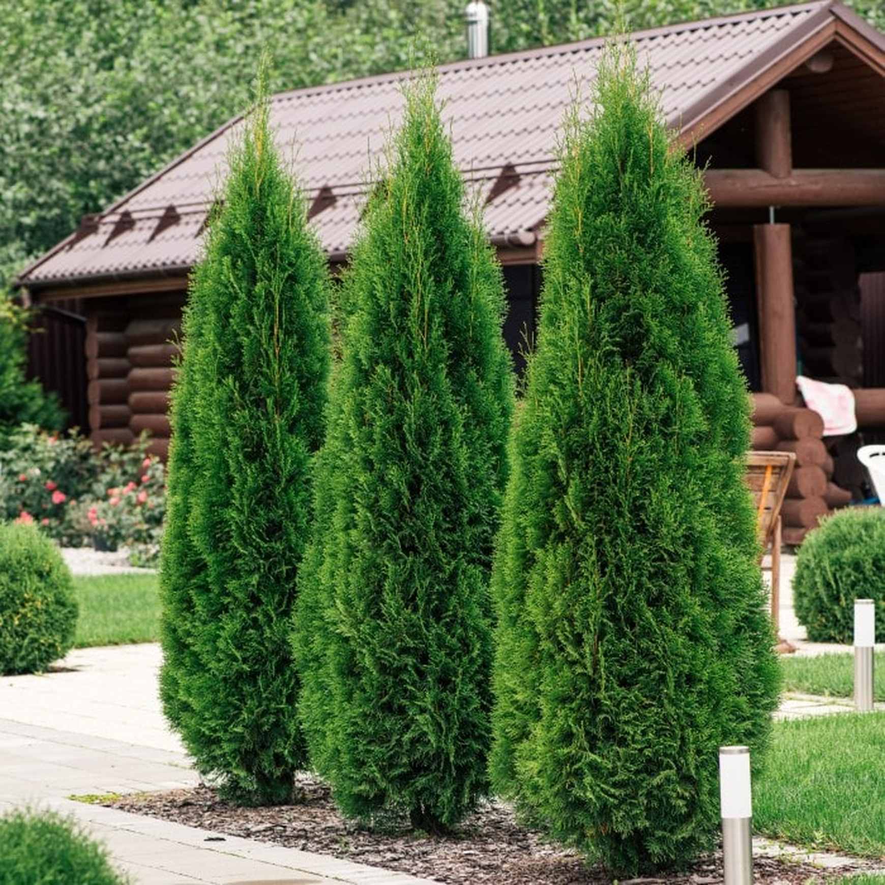 Almanac Planting Co Emerald Green Arborvitae 'Smaragd'. Three mature arbs growing in a row.