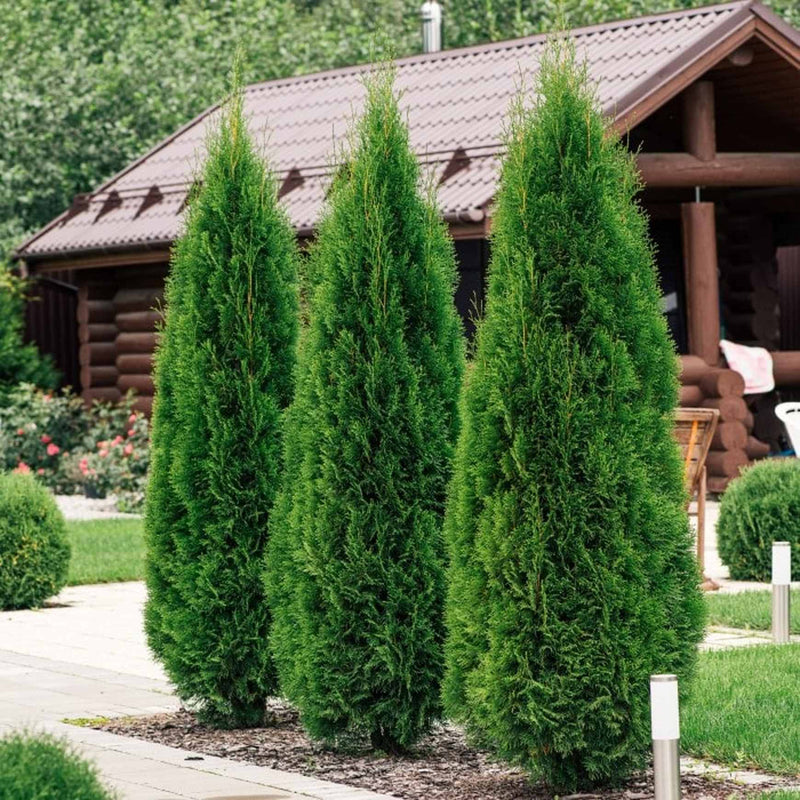 planting arborvitae near house Emerald Green Arborvitae