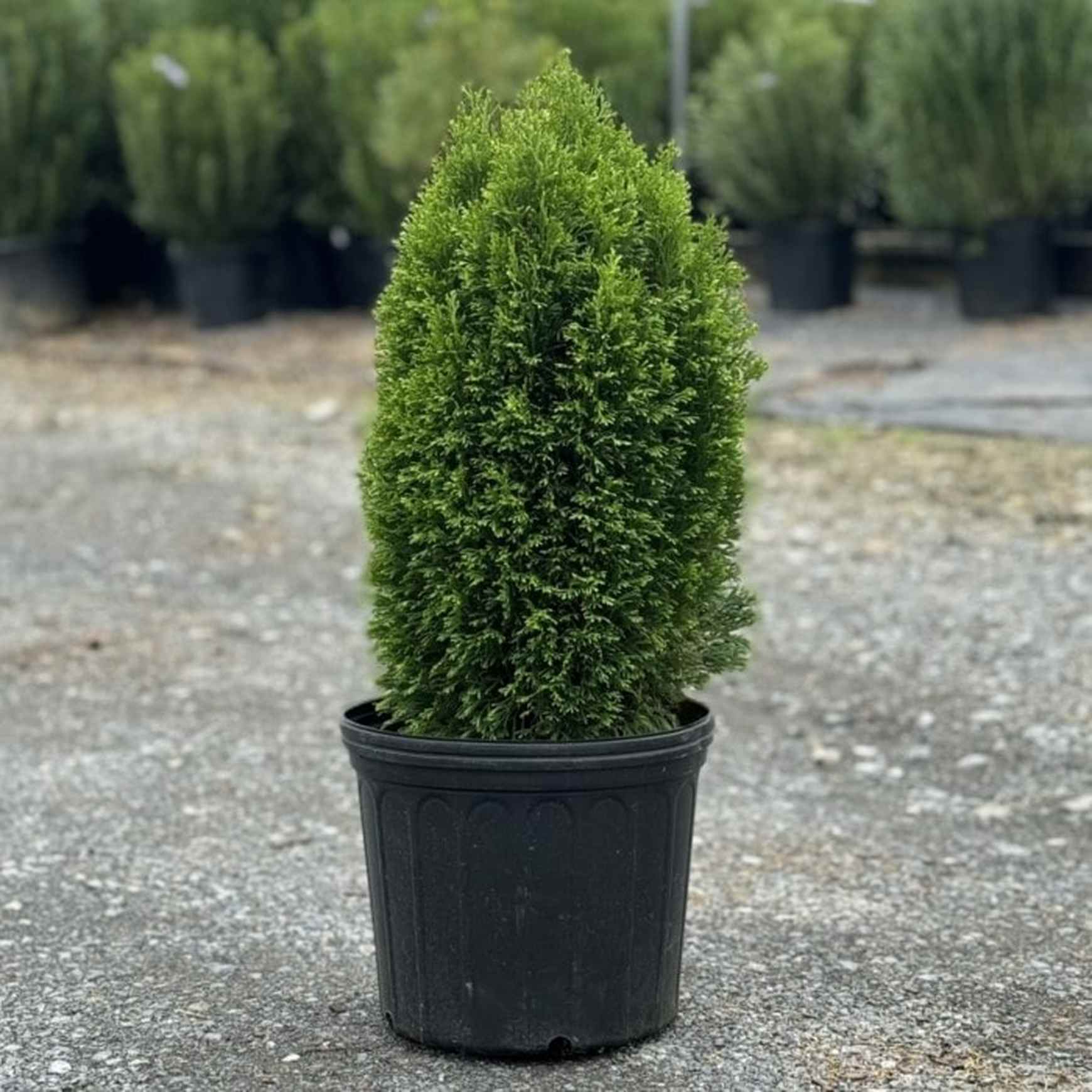 Emerald Petite Arborvitae | Thuja occidentalis 'Thusid4' – Almanac
