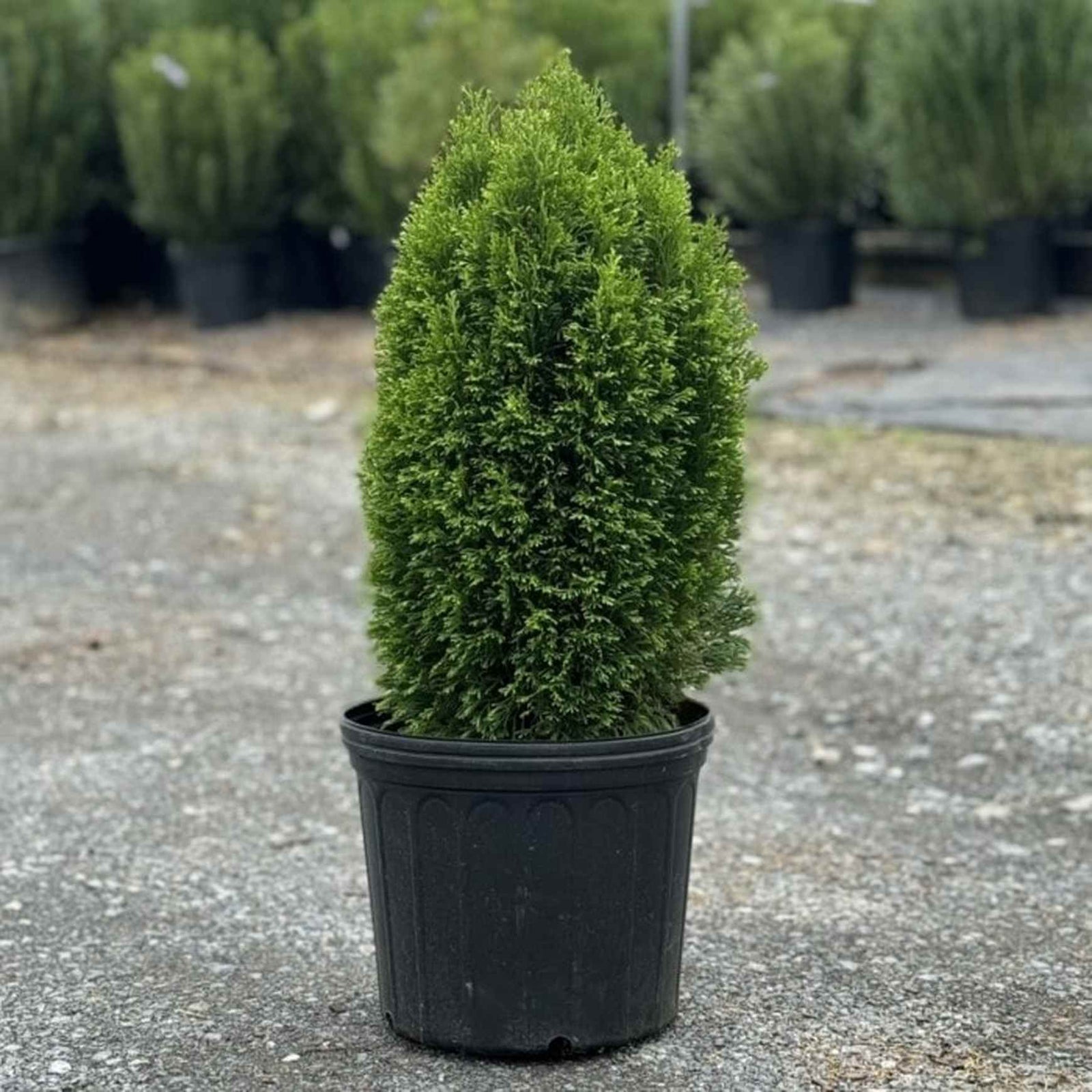 Almanac Planting Co photo 7