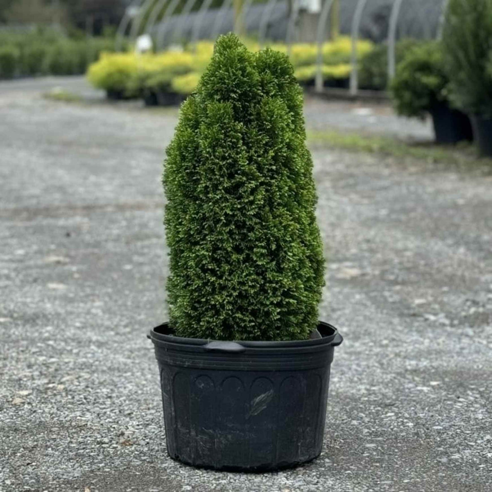 Almanac Planting Co photo 8