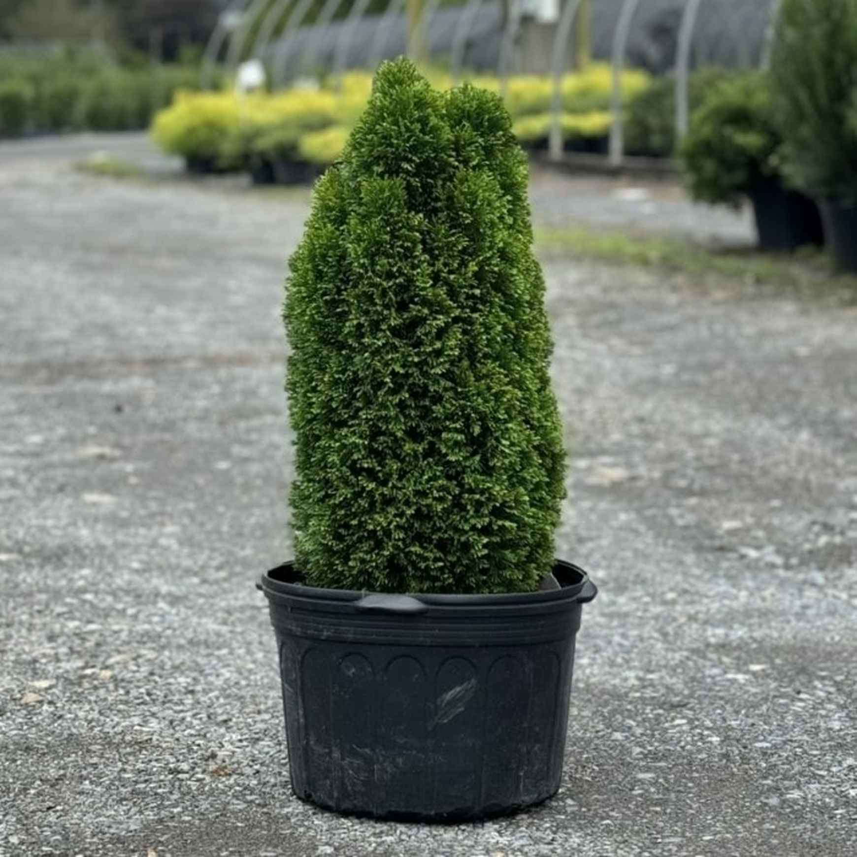 thuja occidentalis emerald Emerald Petite Arborvitae