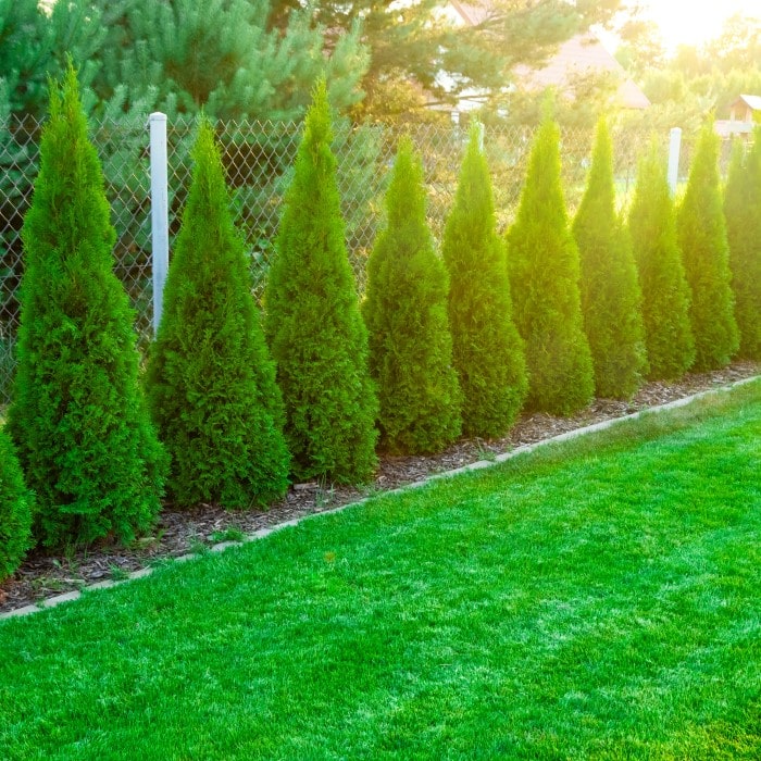 Almanac Planting Co: The vibrant green, conical forms of 'Emerald Petite' Arborvitae (Thuja) stand out against a chain-link fence, offering a soft yet structured border for residential landscapes.