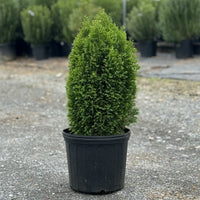 Almanac Planting Co: Emerald Petite Arborvitae (Thuja occidentalis 'Emerald Petite') in a 3-gallon container. This dwarf conifer provides year-round greenery, making it perfect for full sun locations. Its dense foliage is well-suited for hedges or garden accents.