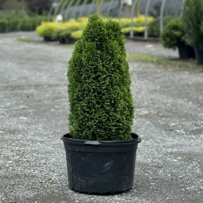 Emerald Petite Arborvitae | Thuja occidentalis 'Thusid4' – Almanac