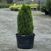 Almanac Planting Co: Emerald Petite Arborvitae (Thuja occidentalis 'Emerald Petite') in a 5-gallon container. This compact, evergreen tree is perfect for container gardening, offering lush green foliage with low maintenance. Ideal for small landscapes, patios, and privacy screens.