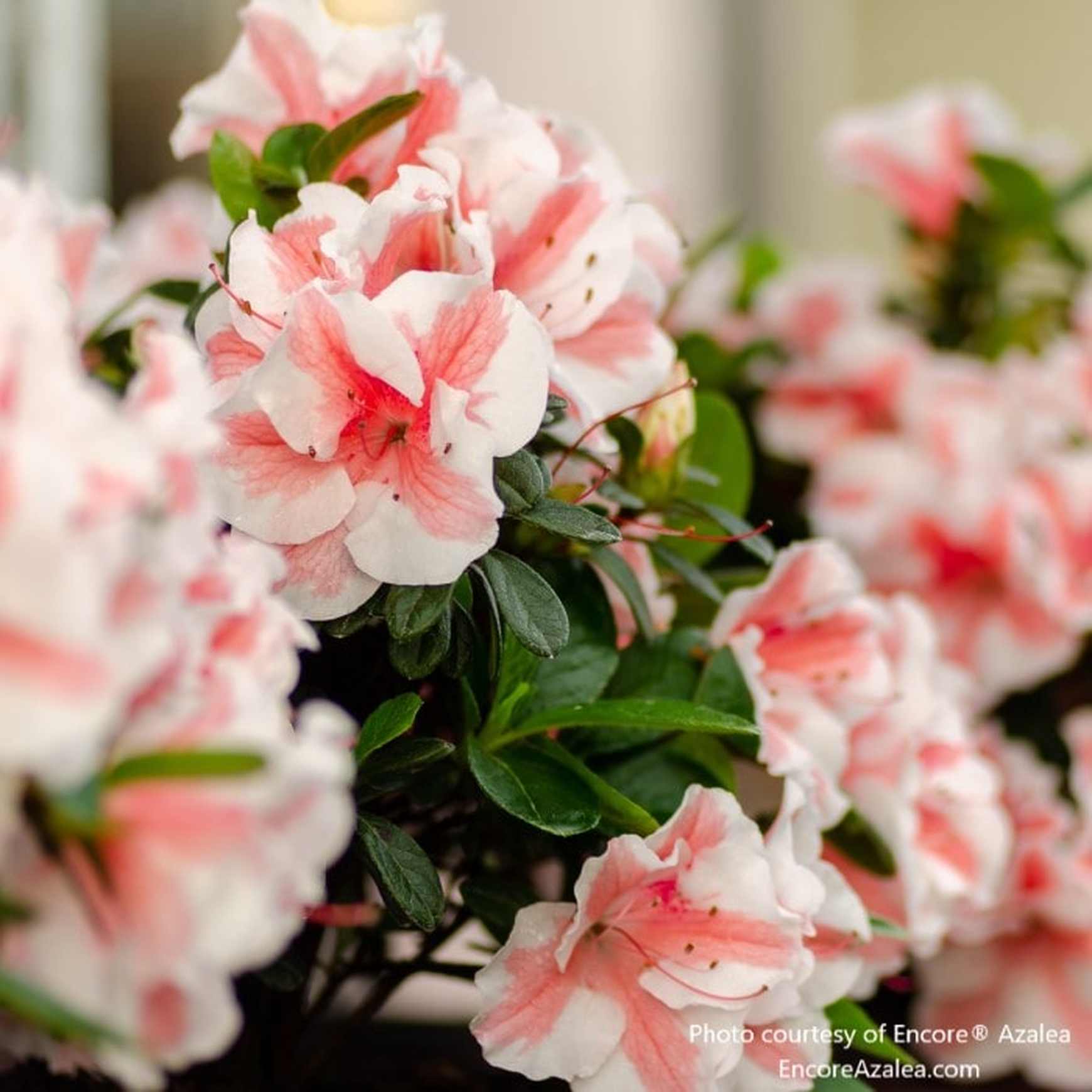 Encore® Azalea 'Autumn Starburst'