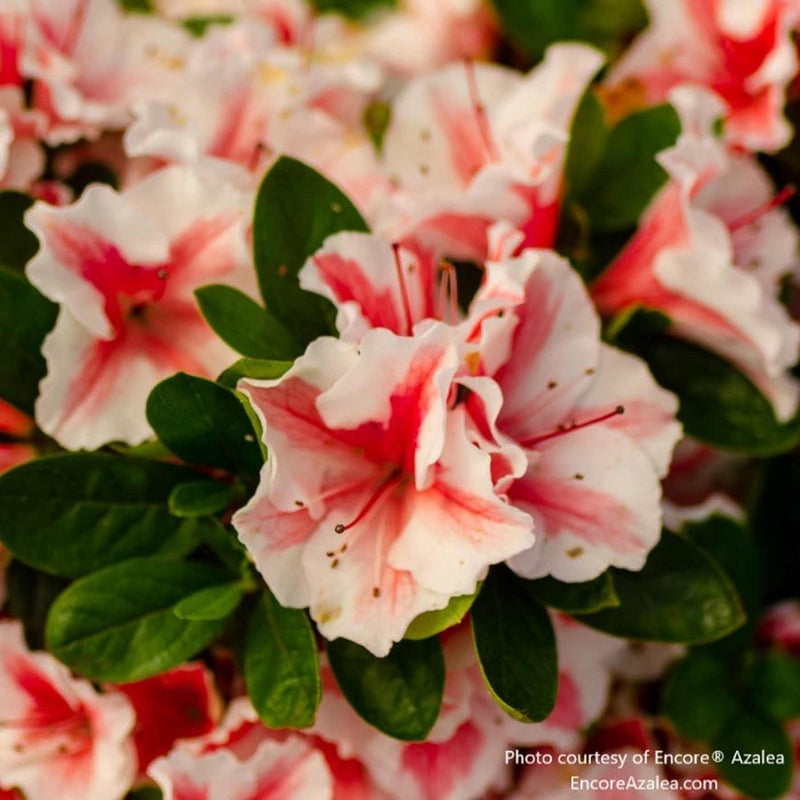 Encore® Azalea Autumn Starburst | Rhododendron 'Roblena' – Almanac ...