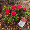 Almanac Planting Co: Encore Azalea 'Autumn Bonfire' (Rhododendron) fully blossomed in a landscaped garden, showcasing its dense, vibrant red flowers and evergreen leaves, perfect for year-round visual interest.