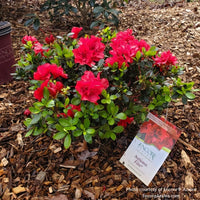 Almanac Planting Co: Encore Azalea 'Autumn Bonfire' (Rhododendron) fully blossomed in a landscaped garden, showcasing its dense, vibrant red flowers and evergreen leaves, perfect for year-round visual interest.