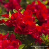 Almanac Planting Co: Close view of the bright red flowers of Encore Azalea 'Autumn Bonfire' (Rhododendron), emphasizing the plant's repeat blooming ability and suitability for creating stunning floral displays in temperate climates.