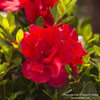 Almanac Planting Co: Detailed close-up of Encore Azalea 'Autumn Bonfire' (Rhododendron) vibrant red blooms surrounded by lush green foliage, ideal for adding a pop of color to shade gardens or borders.