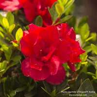 Almanac Planting Co: Detailed close-up of Encore Azalea 'Autumn Bonfire' (Rhododendron) vibrant red blooms surrounded by lush green foliage, ideal for adding a pop of color to shade gardens or borders.