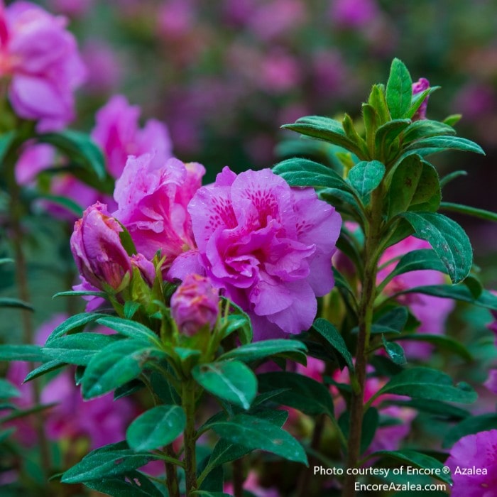 Almanac Planting Co: Encore Azalea 'Autumn Majesty' (Rhododendron) in full bloom, displaying its stunning pink flowers, ideal for mass plantings and adding seasonal color to landscape designs.