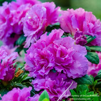 Almanac Planting Co: Lush clusters of Encore Azalea 'Autumn Majesty' (Rhododendron) showcasing ruffled, vibrant pink flowers set against fresh green leaves, perfect for brightening shaded garden areas.