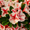 Almanac Planting Co: Cluster of Encore Azalea 'Autumn Starburst' (Rhododendron) flowers, illustrating the vibrant contrast of pink and white, ideal for landscape accents or container gardening.