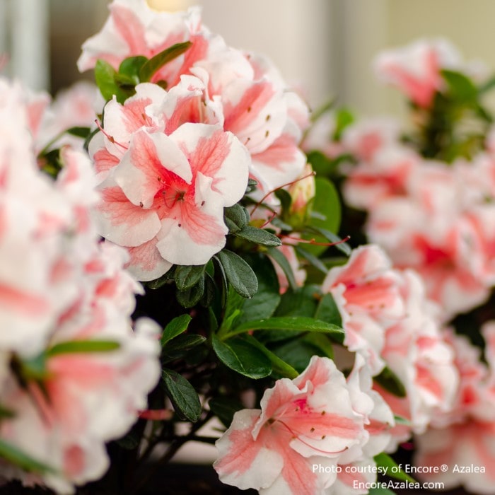 Almanac Planting Co: Close-up of Encore Azalea 'Autumn Starburst' (Rhododendron) blooms, showcasing the unique pink and white petals, perfect for adding a burst of color to partial shade gardens.