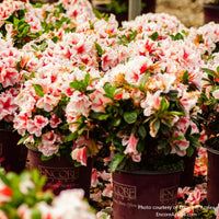 Almanac Planting Co: Vast array of Encore Azalea 'Autumn Starburst' (Rhododendron) featuring striking white and pink bi-colored blooms against dark green foliage, excellent for garden center displays and retail nurseries.