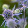 Almanac Planting Co Blue Glitter Sea Holly  (Eryngium planum 'Blue Glitter'). A close up image of light blue flowers with a green background.