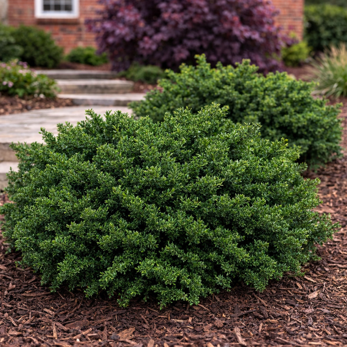 Almanac Planting Co: Everlow Yew (Taxus x media 'Everlow') low spreading evergreen shrub forming a dense mound in a landscaped garden bed