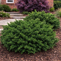 Almanac Planting Co: Everlow Yew (Taxus x media 'Everlow') low spreading evergreen shrub forming a dense mound in a landscaped garden bed