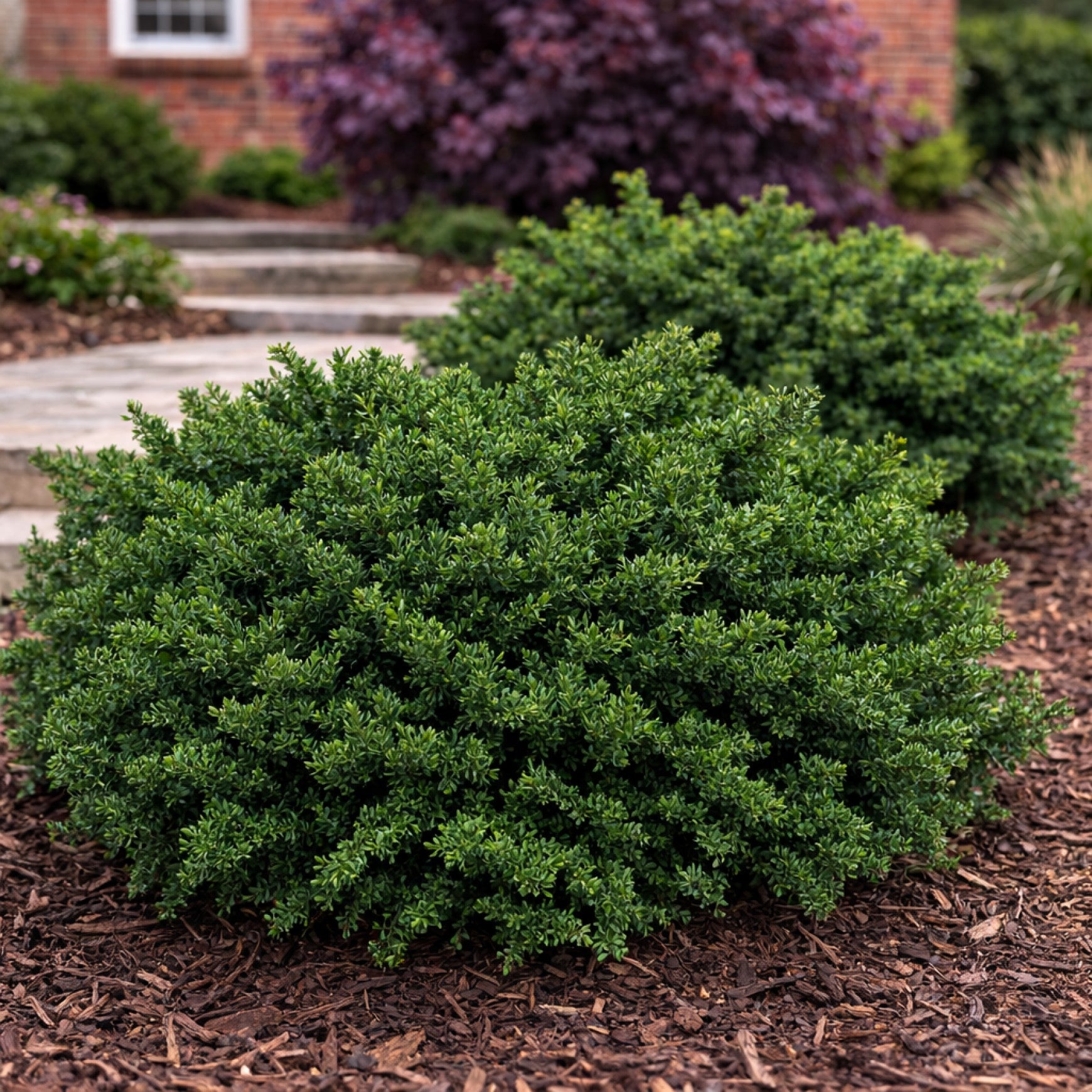 Almanac Planting Co: Everlow Yew (Taxus x media 'Everlow') low spreading evergreen shrub forming a dense mound in a landscaped garden bed