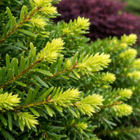 Almanac Planting Co: Close-up of Everlow Yew foliage showing dark green needle-like evergreen growth on Taxus x media 'Everlow'