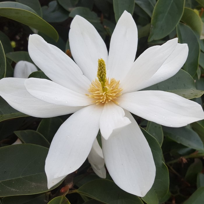 Almanac Planting Co White Fairy Magnolia® by Anthony Tesselaar Plants. A huge white flower with a yellow center. 